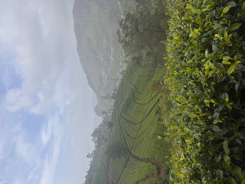       Lush green tea plantations covering rolling hills under a partly cloudy sky in Sri Lanka’s highlands.
  