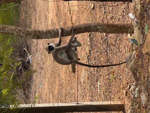       A gray langur monkey clings to a slender tree trunk in a dry, earthy clearing.
  