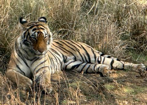       Majestic Bengal tiger rests on dry grass, staring intently toward the camera.
  