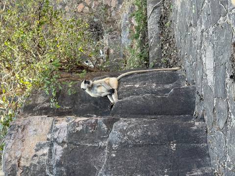       Gray langur monkey sits upright on a rock ledge surrounded by greenery.
  