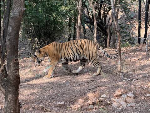       Tiger strides through a rocky woodland path with dappled light filtering through trees.
  