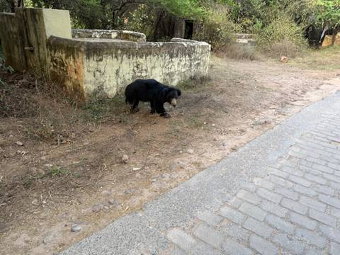       Shaggy black sloth bear forages beside an old stone wall and paved road.
  