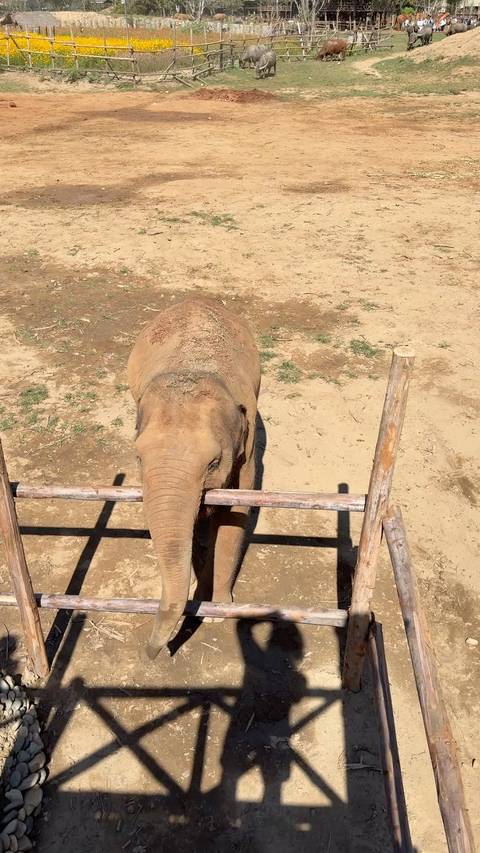      Young elephant pressing its trunk against a wooden bar in a dusty enclosure.
  