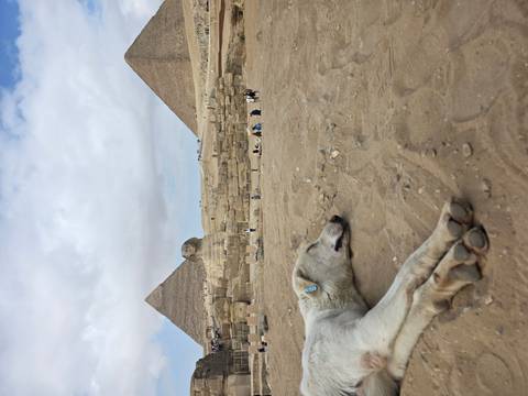       The Giza Plateau with pyramids and Sphinx in the background while a dog naps in the sandy foreground.
  
