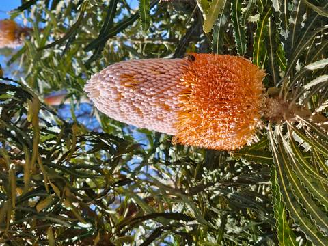       Close-up of an orange Banksia flower cone against green serrated leaves and blue sky.
  