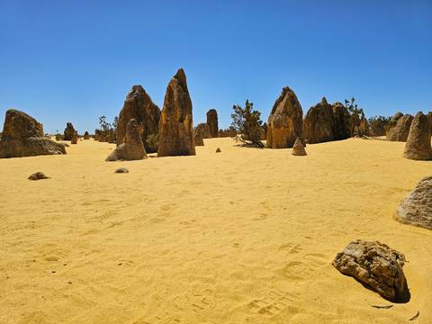       Tall limestone pillars rise from yellow desert sands beneath a blazing blue sky.
  