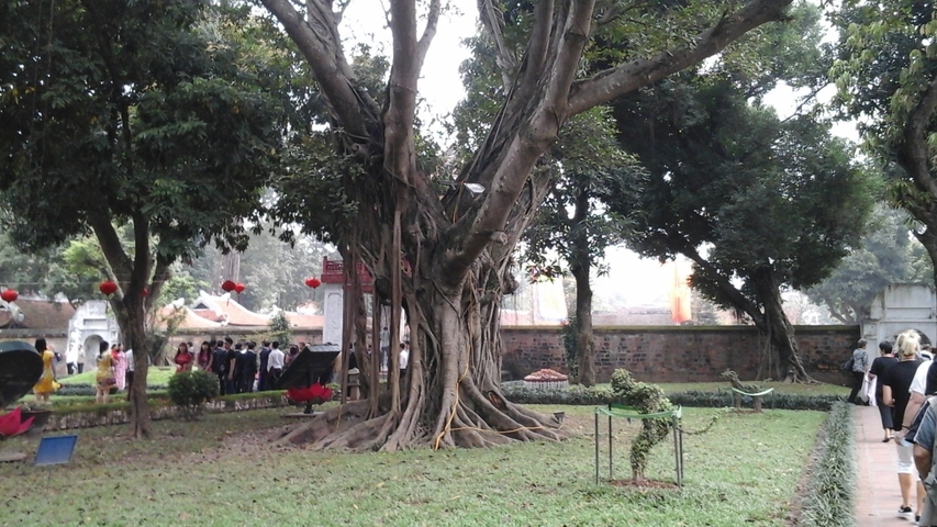       Large tree with roots and a garden area with people.
  