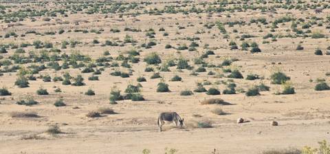       A lone donkey grazes on sparse bushes in an expansive, arid plain dotted with low shrubs.
  
