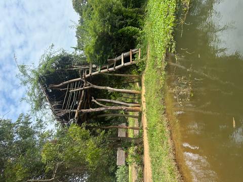      Rustic wooden treehouse on stilts beside a small pond surrounded by greenery
  