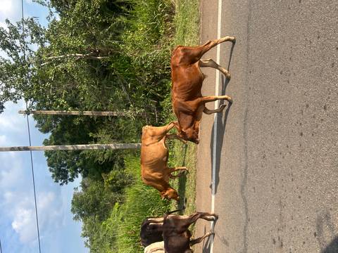       Two brown cows walking along a rural roadside bordered by lush vegetation
  