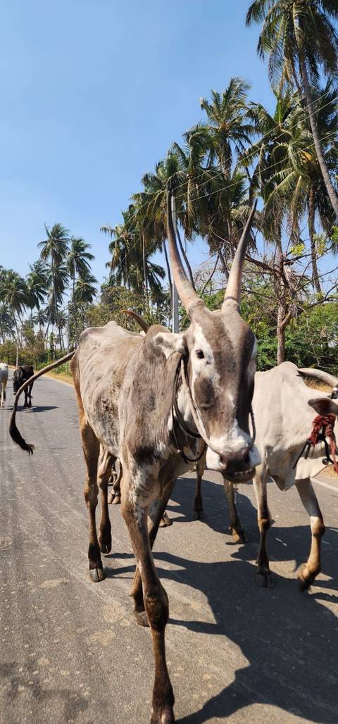       Photo d'avis client sur L'Inde du Sud dévoilée 
  