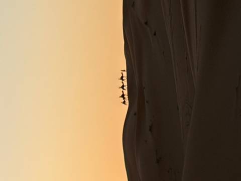       Silhouettes of camels walking along a dune ridge against an orange sunset sky.
  
