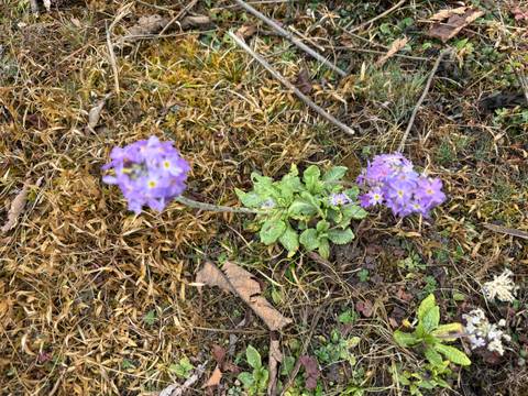      Close-up of a delicate purple wildflower blooming among moss and fallen leaves on the forest floor.
  