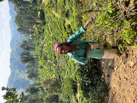       Tea picker smiles while standing among lush green tea bushes on a hillside plantation.
  