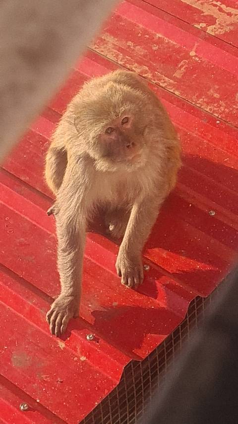       Close-up of a monkey sitting on a red metal roof, softly focused.
  
