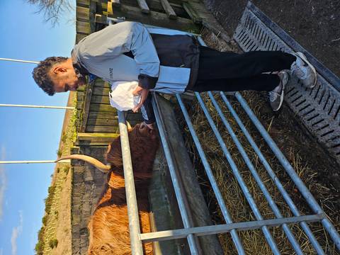       Traveler feeding a friendly Highland cow over a metal fence on a sunny day
  