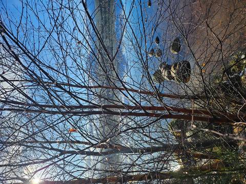       Bare tree branches framing a calm blue lake with scattered rocks along the shore
  