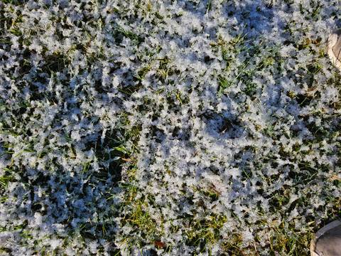       Close-up of frosty grass blades dotted with light snow crystals
  