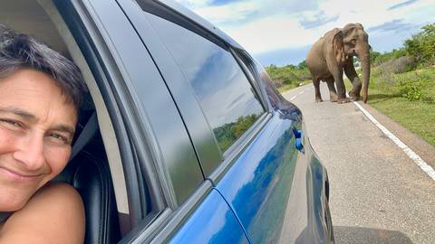       Traveller in car smiles as a wild elephant crosses the road ahead.
  