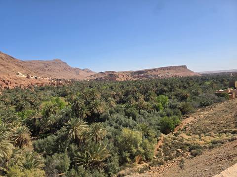       Lush green palm oasis stretching through a valley with arid rocky mountains in the background.
  