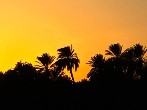       Silhouette of palm trees against a vivid orange Nile sunset sky
  