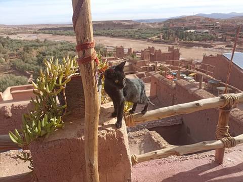       Black cat perched on rustic wooden railing of adobe rooftop with desert kasbahs in background
  