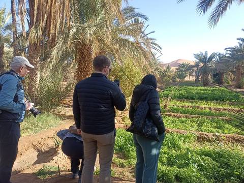       Travellers observe lush vegetable plots amid tall date palms in an oasis setting.
  