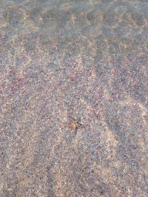       Close-up of a starfish resting on colourful shell sand in shallow water
  
