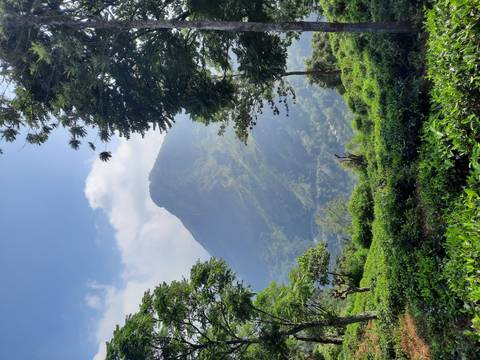      Verdant tea plantations and towering peak rise under a bright Sri Lankan sky
  