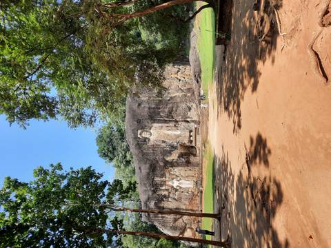       Ancient rock-carved Buddha statues at Buduruwagala framed by forest clearing
  
