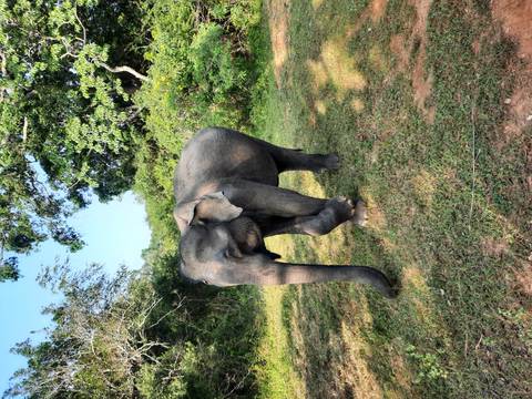       Young wild elephant walks through grassy clearing bordered by dense jungle
  