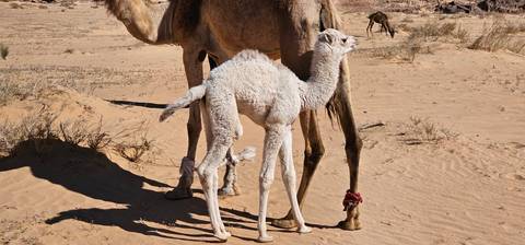       White baby camel nursing beside its mother in the sandy desert with distant rocks in the background.
  