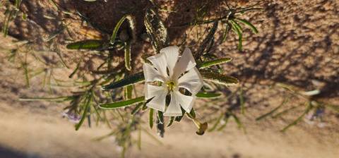       Close-up of delicate white desert flower emerging from sandy soil with slender green leaves.
  