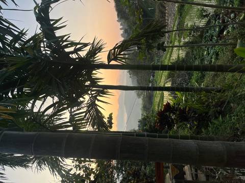       Palm trees frame terraced rice fields and hazy mountains at sunrise in rural Vietnam
  