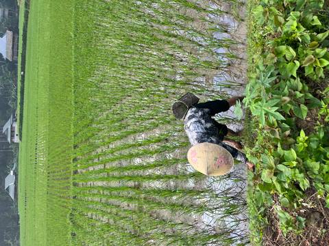       Vietnamese farmer wearing conical hat bends to plant rice seedlings in a flooded paddy
  