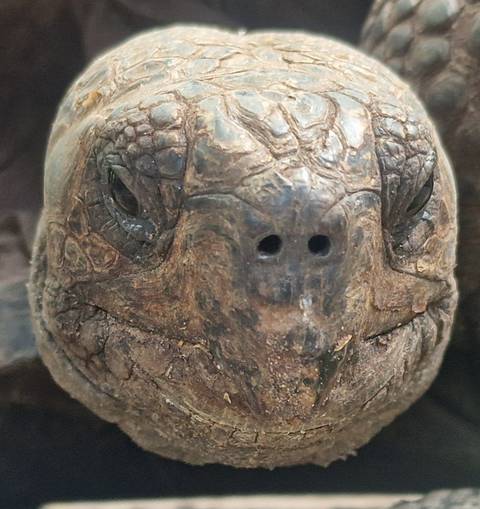       Close-up portrait of a giant tortoise’s textured head and dark eyes.
  