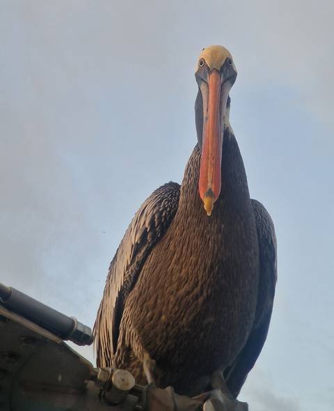       Upward angle of a pelican perched against a pale blue sky.
  
