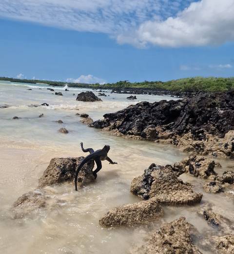       Marine iguana climbing black lava rocks beside turquoise surf and sandy beach.
  