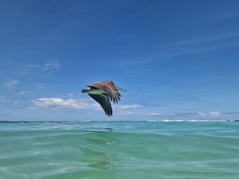       Pelican gliding above crystal clear sea with wings outstretched under blue sky.
  