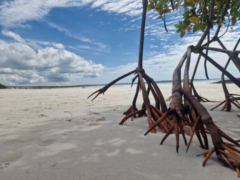       White sandy beach with dramatic clouds and exposed mangrove roots in foreground.
  