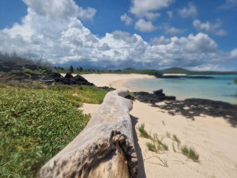       Soft-focus view along a deserted tropical beach with driftwood log in foreground.
  