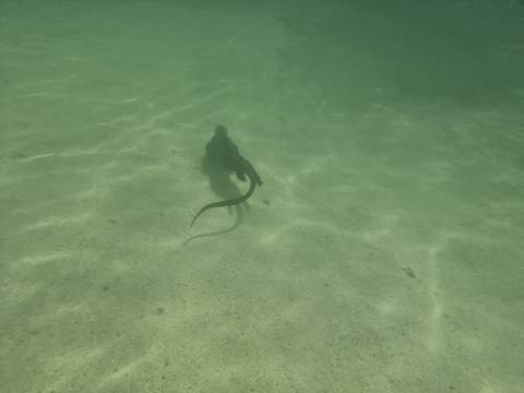      Underwater view of a swimming marine iguana over sandy seabed lit by sun rays.
  