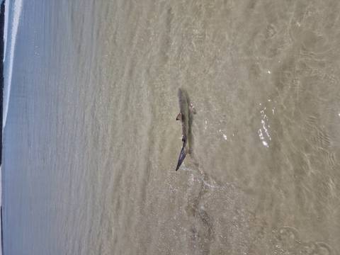       Small shark gliding through shallow clear water over sandy bottom near shore.
  