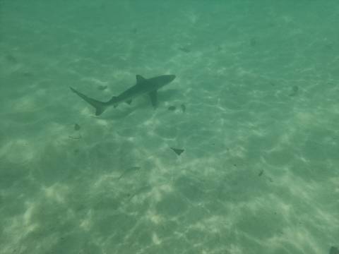       Shark swimming in turquoise water casting shadows on rippled sandy floor.
  