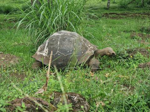      Large Galapagos tortoise grazing on lush green grass in a field.
  
