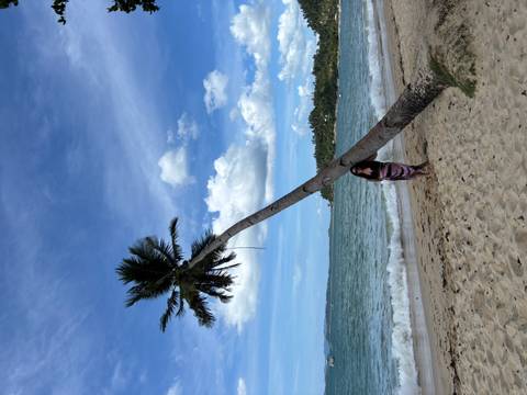       Woman leaning against a curved palm tree on a sandy tropical beach with rolling waves.
  