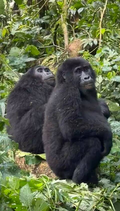       Close-up of two mountain gorillas sitting among dense green foliage.
  