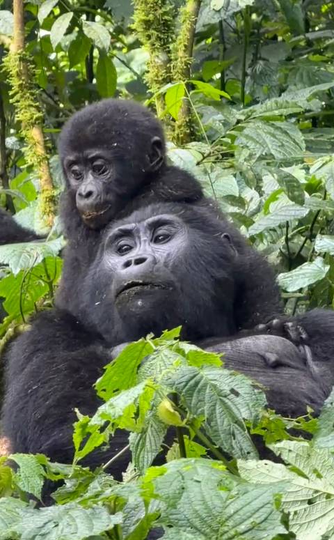       Mountain gorilla with infant on its head chewing leaves in rainforest.
  