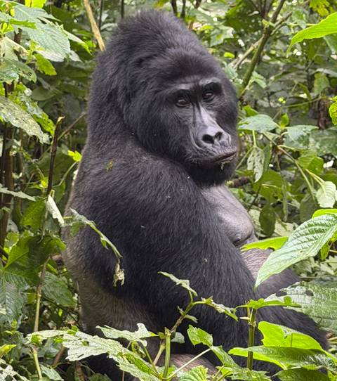       Silverback gorilla turning to camera amid lush vegetation.
  