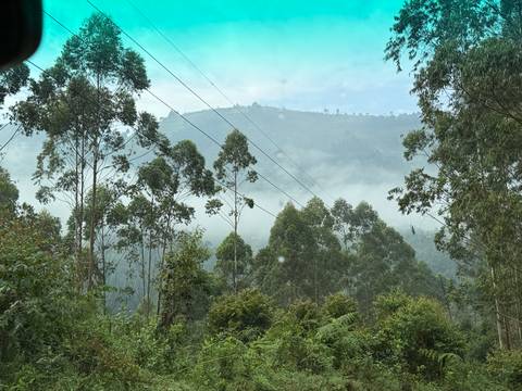       Misty mountain landscape with tall eucalyptus trees and power lines in Bwindi region.
  